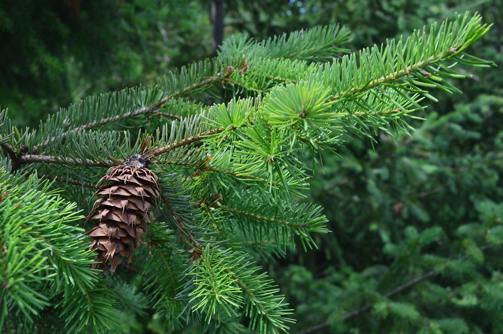 5 Amazing Benefits of Fir Needle Essential Oil